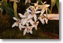 Neu-Ulmer Orchideentage 2012 070.jpg